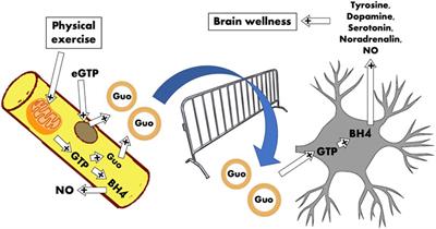 Raising the Guanosine-Based Molecules as Regulators of Excitable Tissues by the Exosomal-Vehiculated Signaling